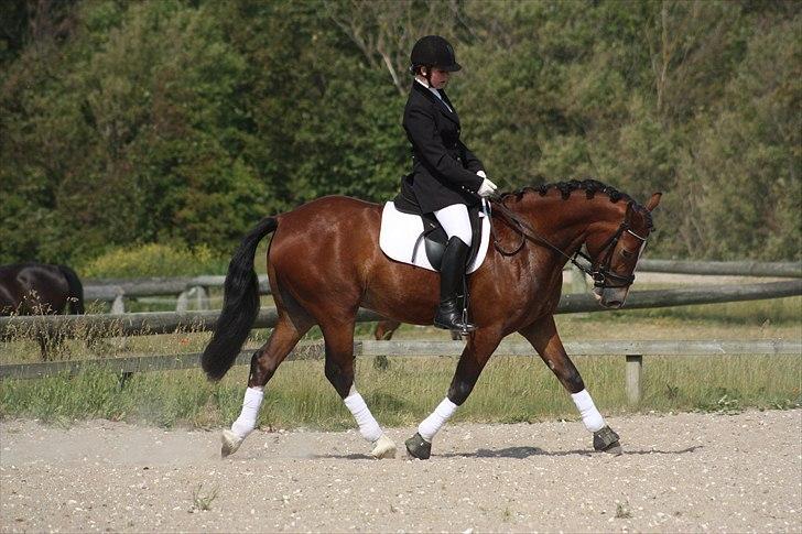 Welsh Cob (sec D) Mailunds Hadrian - tidligere hest! <3 billede 8