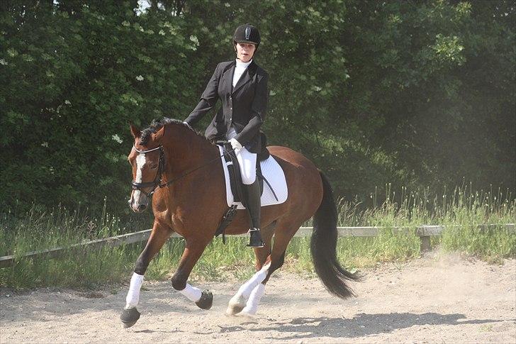 Welsh Cob (sec D) Mailunds Hadrian - tidligere hest! <3 billede 9