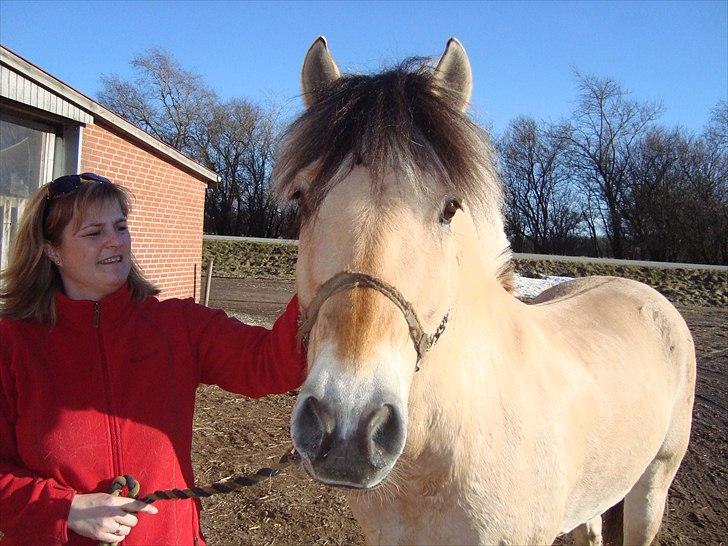 Fjordhest Balder - Kærlighed ved første blik billede 1