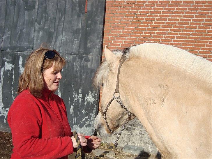 Fjordhest Balder - Skal vi være kærester? billede 2