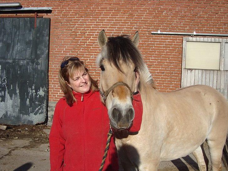 Fjordhest Balder - Du er dejlig! billede 3