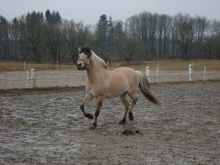 Fjordhest Balder - Lige kommet og fuld af energi billede 5
