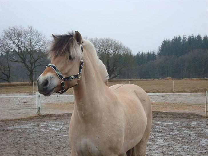 Fjordhest Balder - Flotte fyr! billede 6