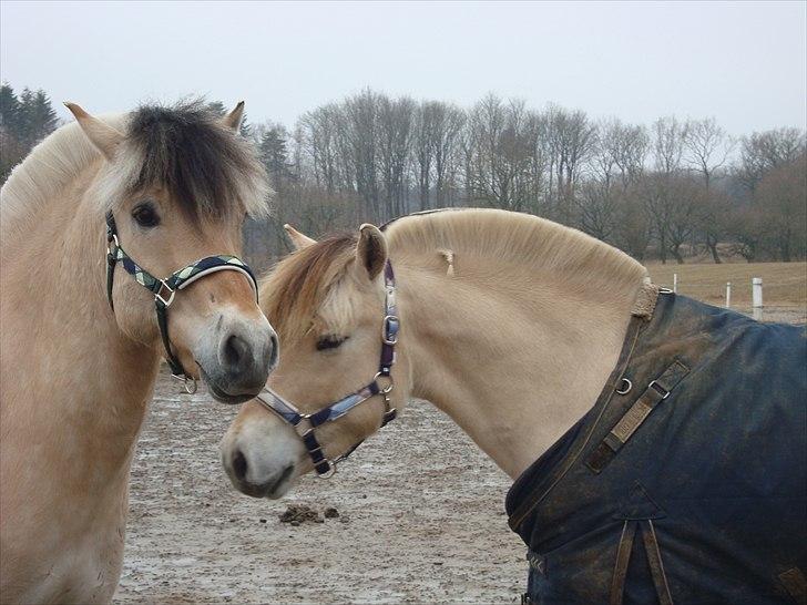 Fjordhest Balder - Balder og Findus hilser på hinanden billede 7