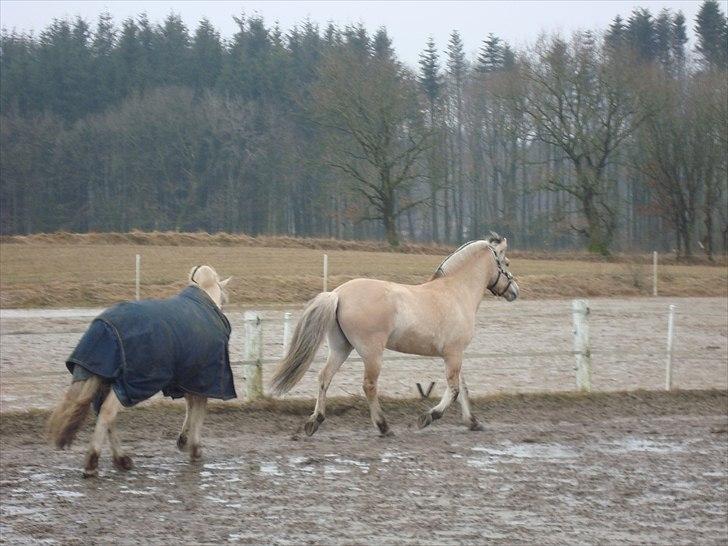 Fjordhest Balder - Skal vi lege fange?? billede 8