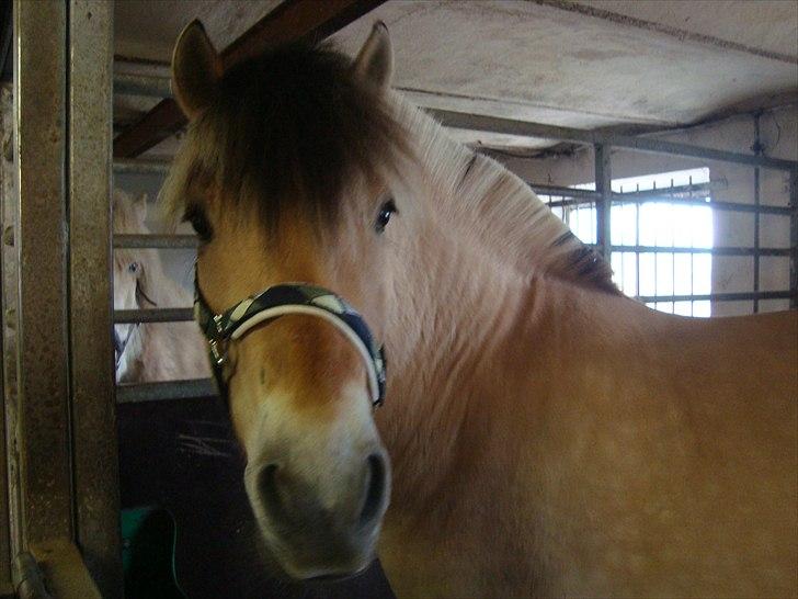 Fjordhest Balder - Godt tilpas i boksen! Foder fundet, tjek, halm fundet, tjek, vand fundet tjek, sød nabo, tjek... billede 9