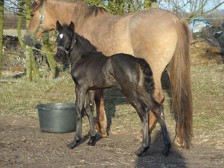 Anden særlig race Wing mann billede 1