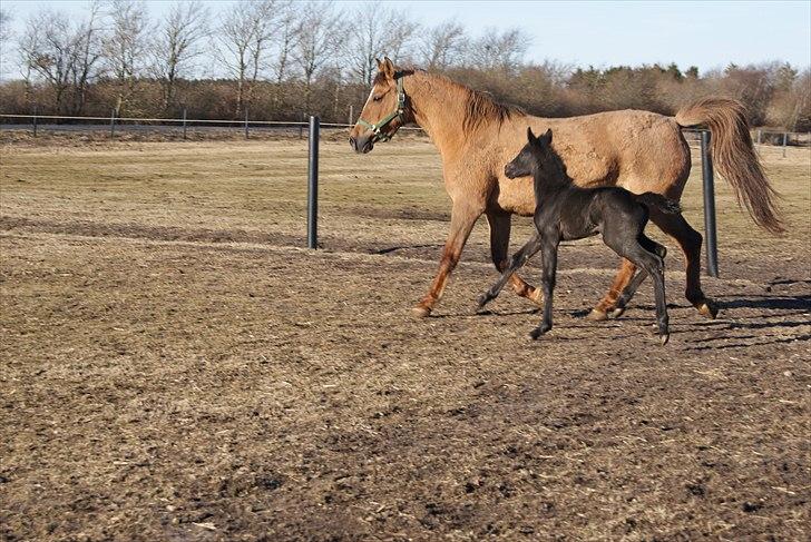 Anden særlig race Wing mann billede 2