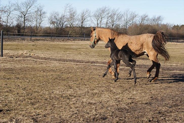 Anden særlig race Wing mann billede 3
