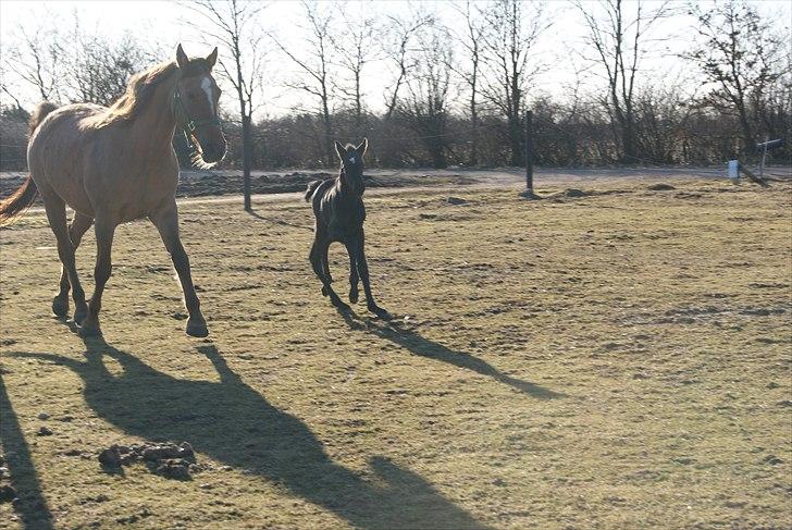Anden særlig race Wing mann billede 4