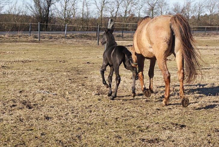 Anden særlig race Wing mann billede 5