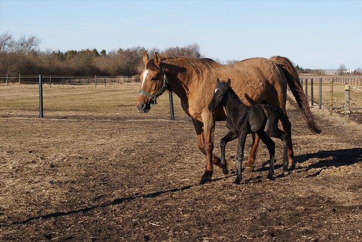 Anden særlig race Wing mann billede 6
