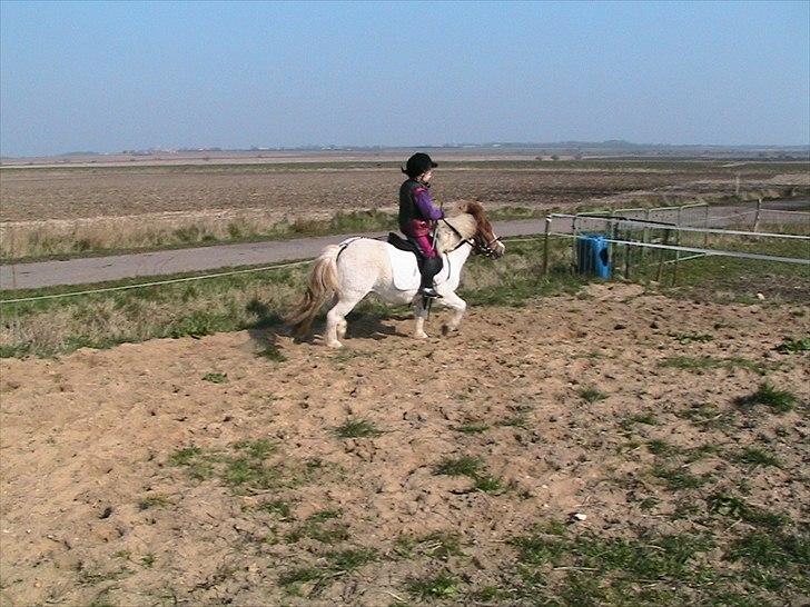 Anden særlig race Kvik  - Fuld fart på... billede 12