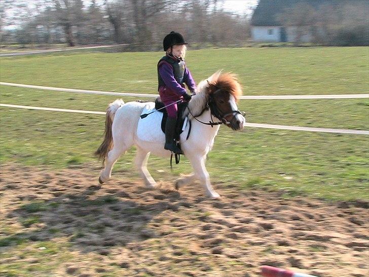 Anden særlig race Kvik  billede 13