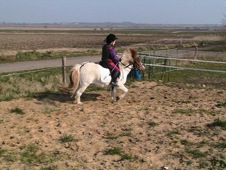 Anden særlig race Kvik  billede 14