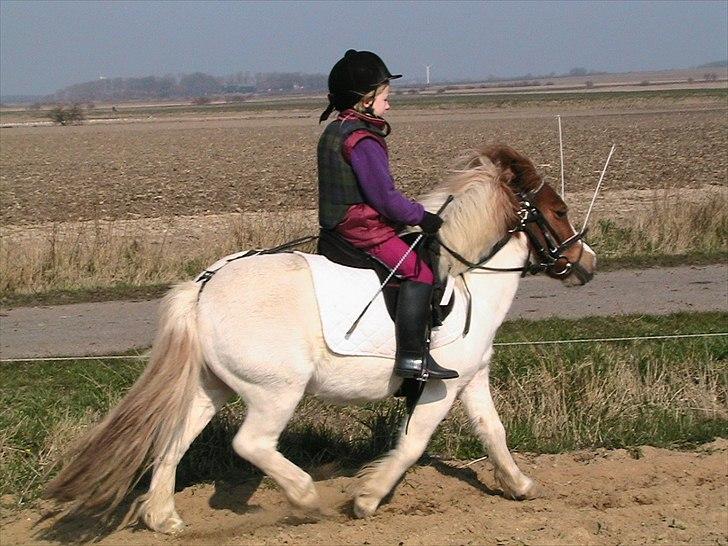 Anden særlig race Kvik  billede 15