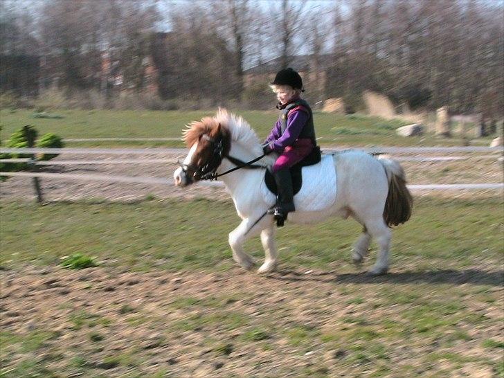 Anden særlig race Kvik  billede 16