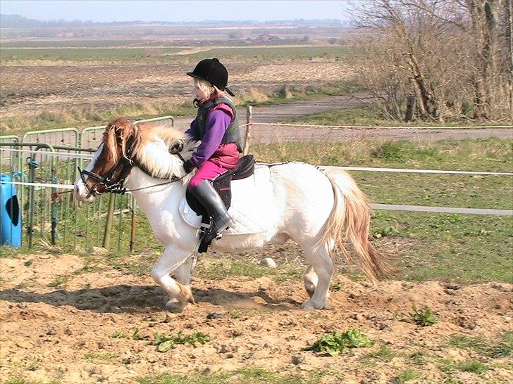 Anden særlig race Kvik  billede 17
