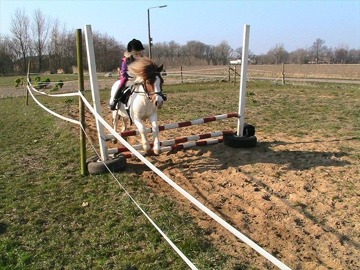 Anden særlig race Kvik  billede 18