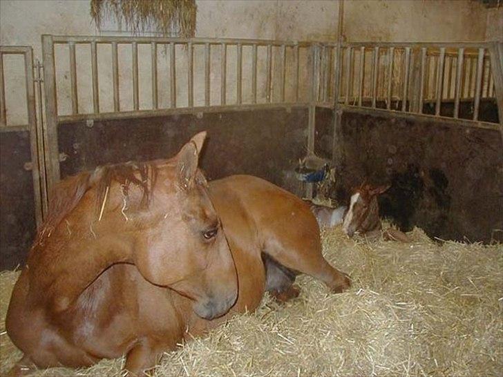 Dansk Varmblod Bijou - R.I.P. min skat! <3 - nurh!! det er lille amber drengen :) billede 7