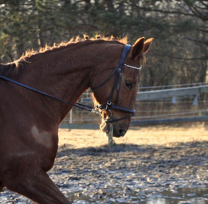 Dansk Varmblod Bijou - R.I.P. min skat! <3 - så smuk man er! <3 billede 8