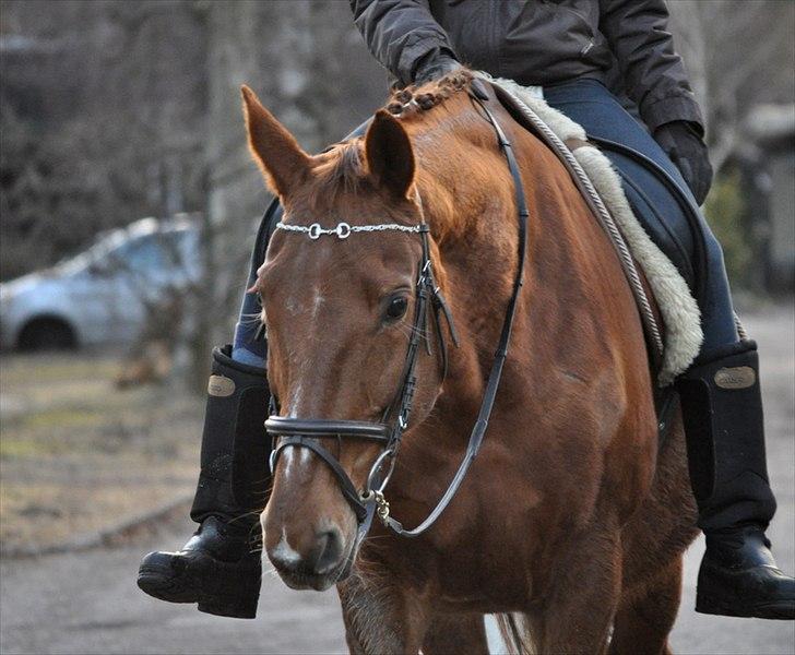 Dansk Varmblod Bijou - R.I.P. min skat! <3 - så flot billed af dig! <3 billede 9