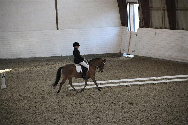 Welsh Pony (sec B) Jasmin<b-pony. - stævne i nr.åby billede 16