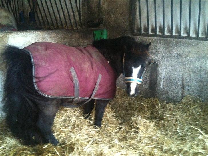 Shetlænder Bella - Hej mor hva laver du...  billede 9