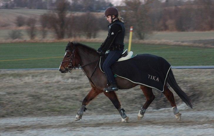 Welsh Partbred (Sec F) Cookie - FOTO: Sabrine G. Andersen (Brine - Team Gadehøj) - Opvarmning inde springning. billede 16