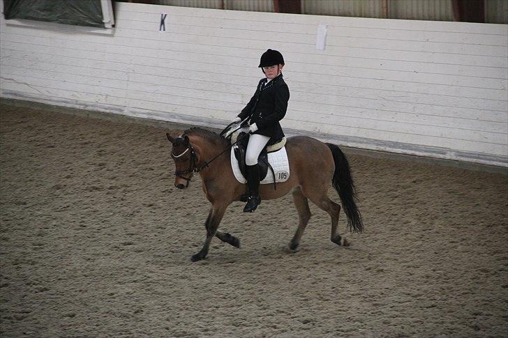 Welsh Pony (sec B) Jasmin<b-pony. billede 19