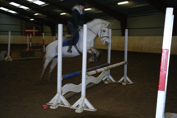 Connemara Sdr. Vestermark Carreen  billede 6