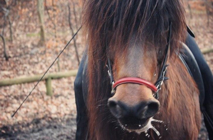 Islænder Katla fra Grastenhus - min lille mule :D <3 billede 17