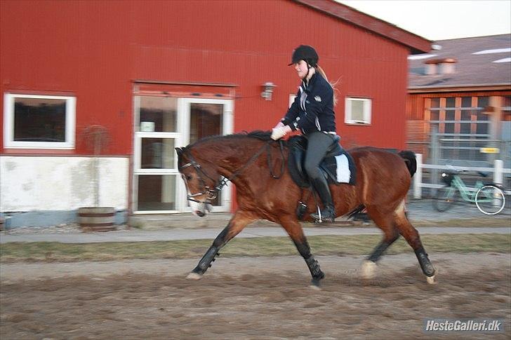 DSP Flicka * Solgt* - Tak til Lena Kleinert. :) billede 19
