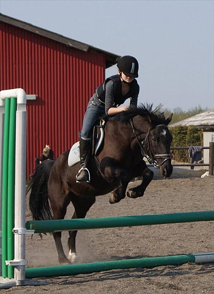 Anden særlig race Bandit<3 - Mig og Bandit til springtrænning. Syntes det er et okay spring vi springer på billedet xD Taget af Maria Mortensen 27/4 2011. Verdens bedste fotograf! :D billede 4