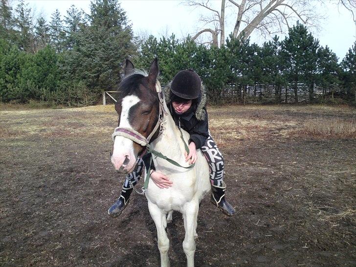 Pinto Shandie  billede 19