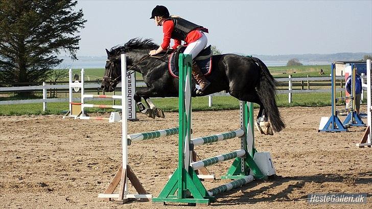 Welsh Cob (sec D) Fronerthig Young King - Lb eller LA? ved ikke, men i HSK! :D Billede: Team Gadehøj billede 9