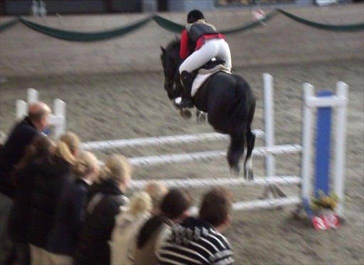 Welsh Cob (sec D) Fronerthig Young King - King og jeg i LA** billede 13