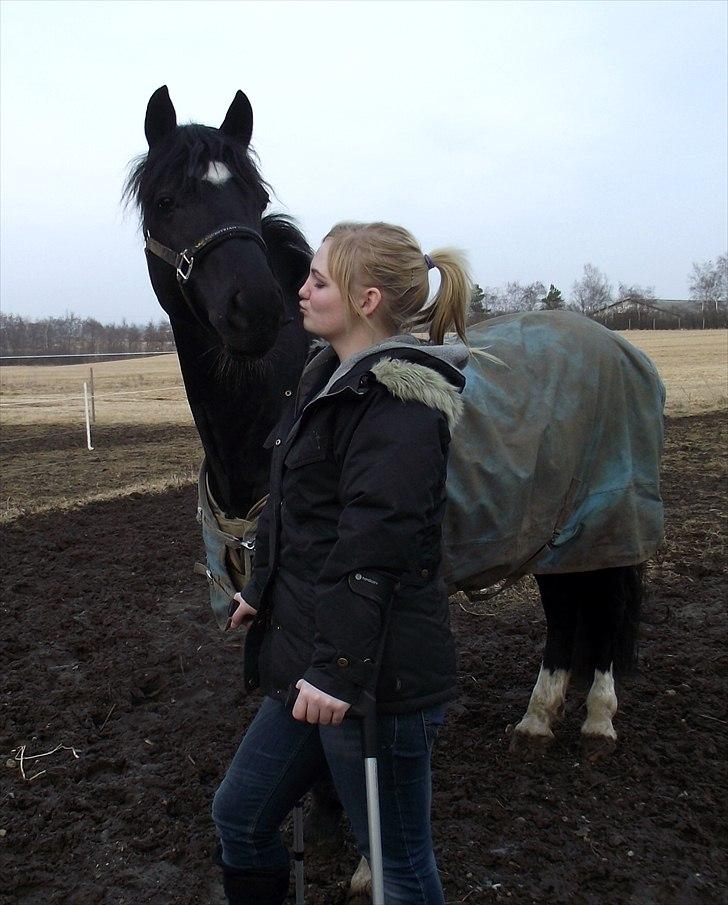 Welsh Cob (sec D) Fronerthig Young King - kys kys, king ! <3  billede 14