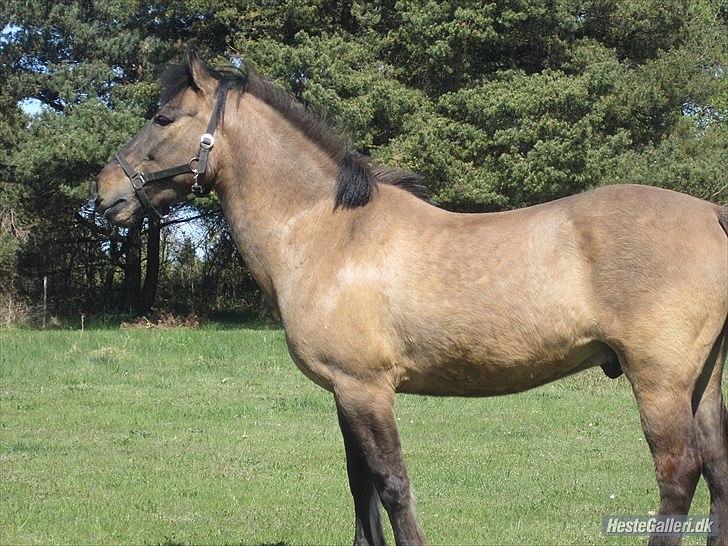 Konik Polski Sølvmosegaards Koniko - (1)velkommen til Konikos profil (foto Sofie) billede 3