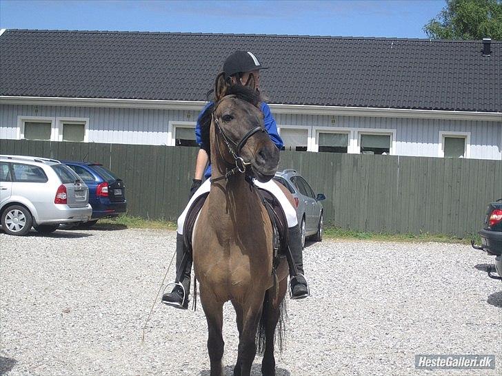 Konik Polski Sølvmosegaards Koniko - (4) fordi at der gik nogle MEGET spænende menesker oppe ved kirken!  *foto sofie* billede 5