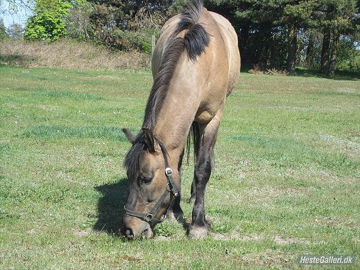 Konik Polski Sølvmosegaards Koniko - (5) fordi at du er gude smuk! *foto sofie* billede 6