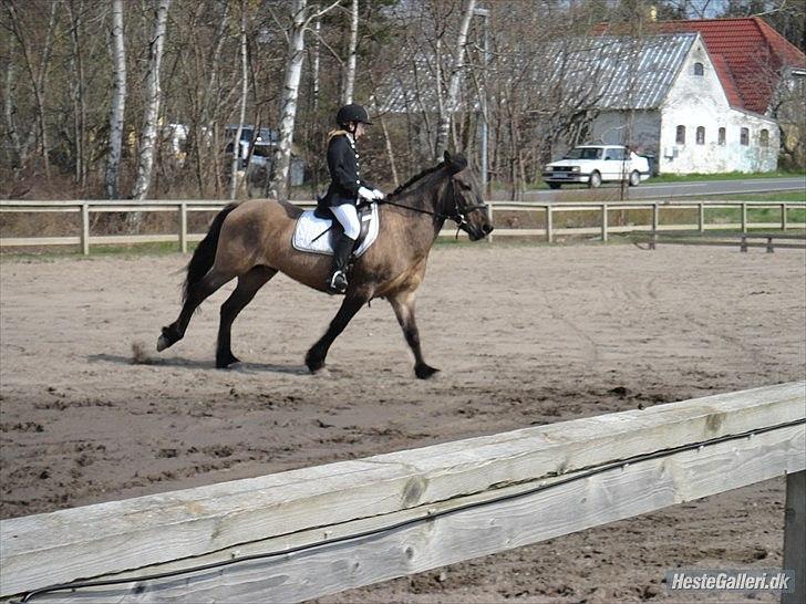 Konik Polski Sølvmosegaards Koniko - (8) første Stævne LC2 60,45% *foto Thea* billede 9