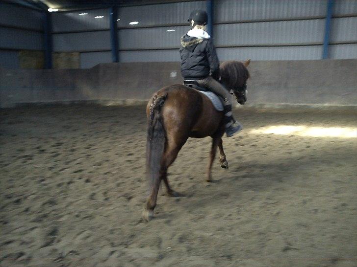 Anden særlig race Zafir - Pæn hale ik billede 9