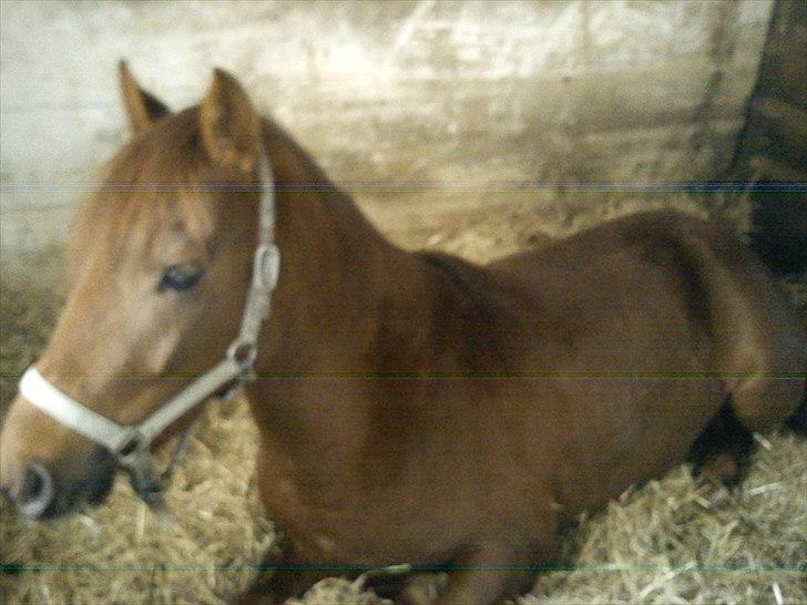 Anden særlig race Zafir - Jeg elsker det billede billede 10