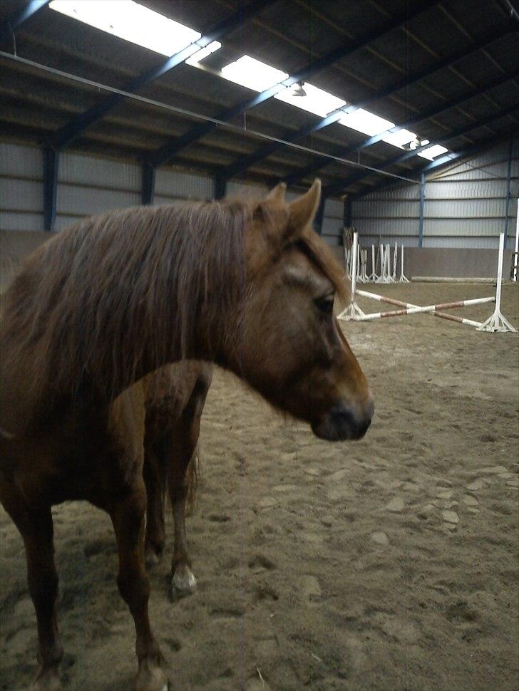 Anden særlig race Zafir billede 12