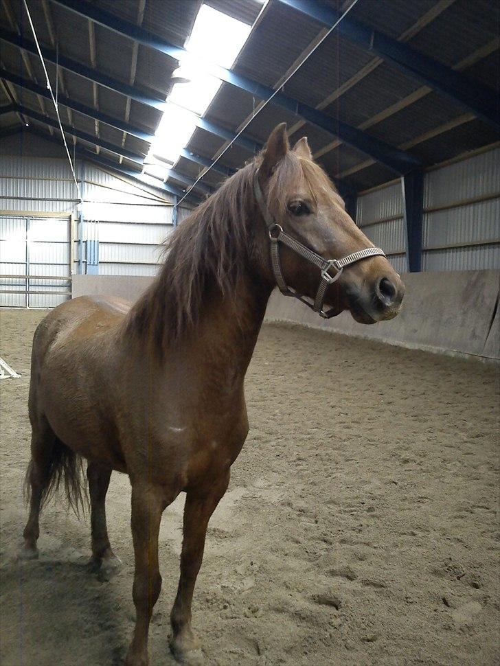 Anden særlig race Zafir billede 13