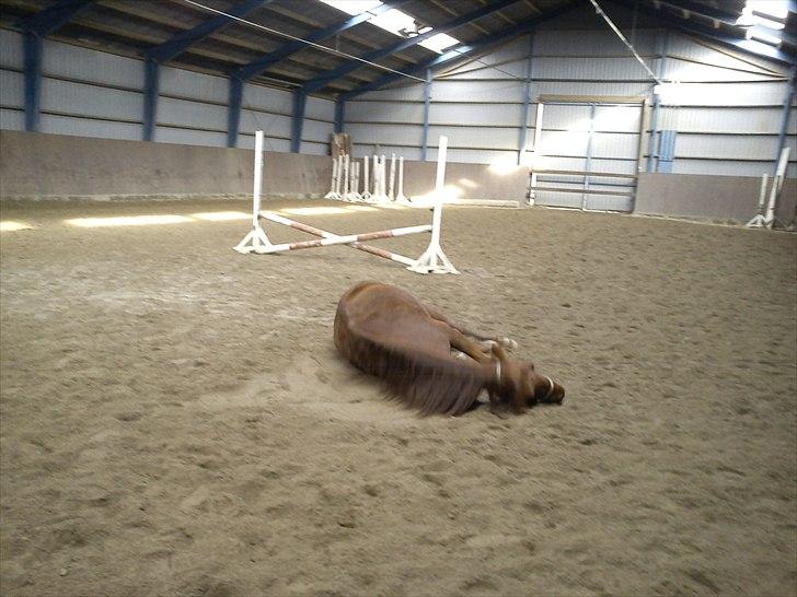 Anden særlig race Zafir - Det her er dejligt  billede 14