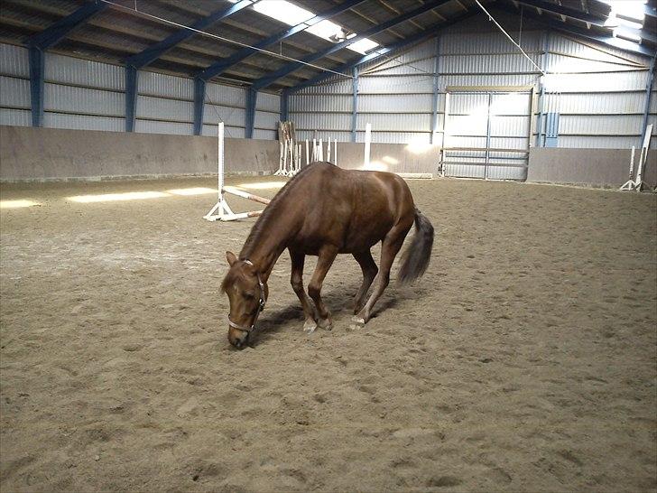 Anden særlig race Zafir - Skal lige til at rulle billede 15