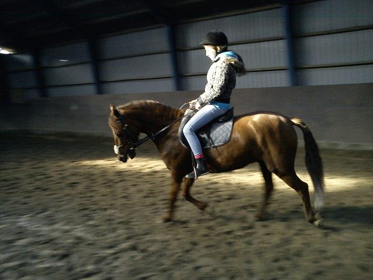 Anden særlig race Zafir - Jose prøver lige Zafir, med lidt undervisning af mig:) billede 16