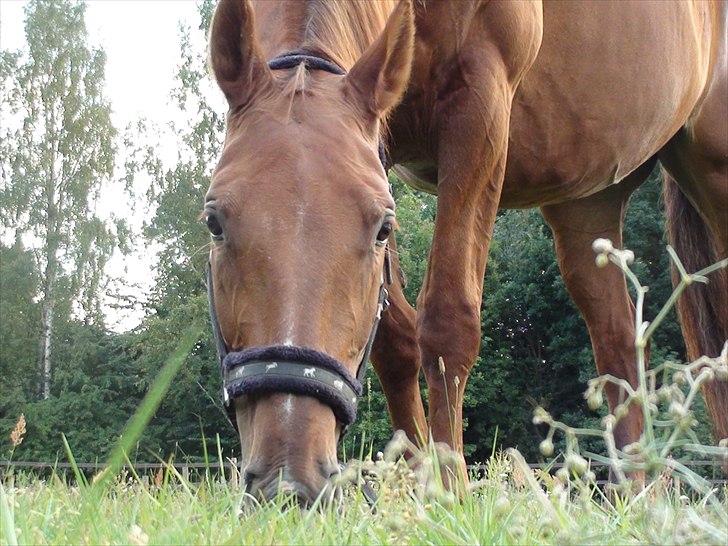 Dansk Varmblod Bijou - R.I.P. min skat! <3 billede 10